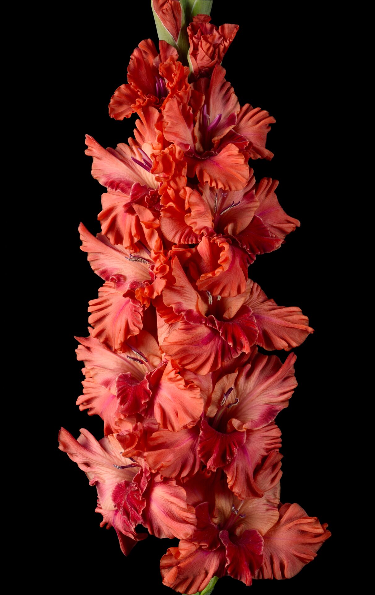 Гладиолус крупноцветковый Спартанец